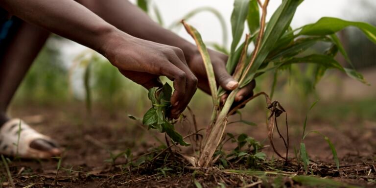  ENTREPRENDRE & RÉUSSIR PAR L&rsquo;AGRICULTURE